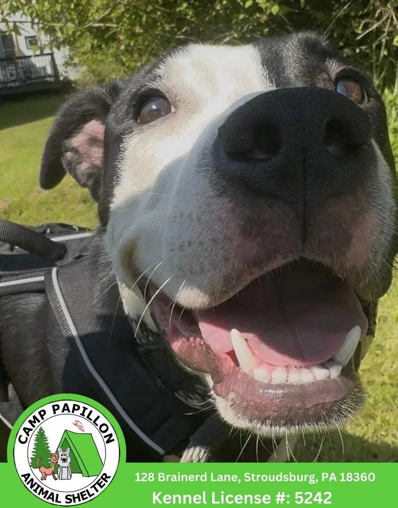 A young medium-sized male Pit Bull Terrier dog named Billy for adoption in Stroudsburg, PA
