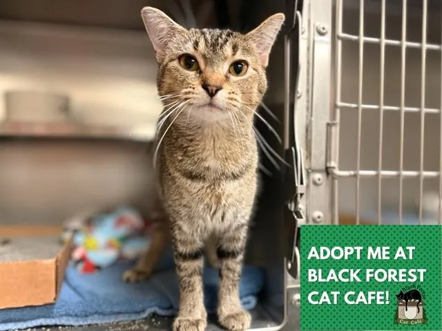 A young medium-sized female Domestic Short Hair cat named Mocha for adoption in Fort Wayne, IN