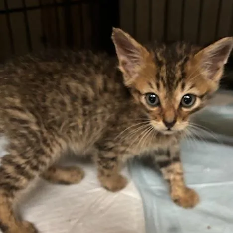 A baby small-sized male Orange / Red Domestic Medium Hair cat named Sweet Pepper for adoption in Durant, OK