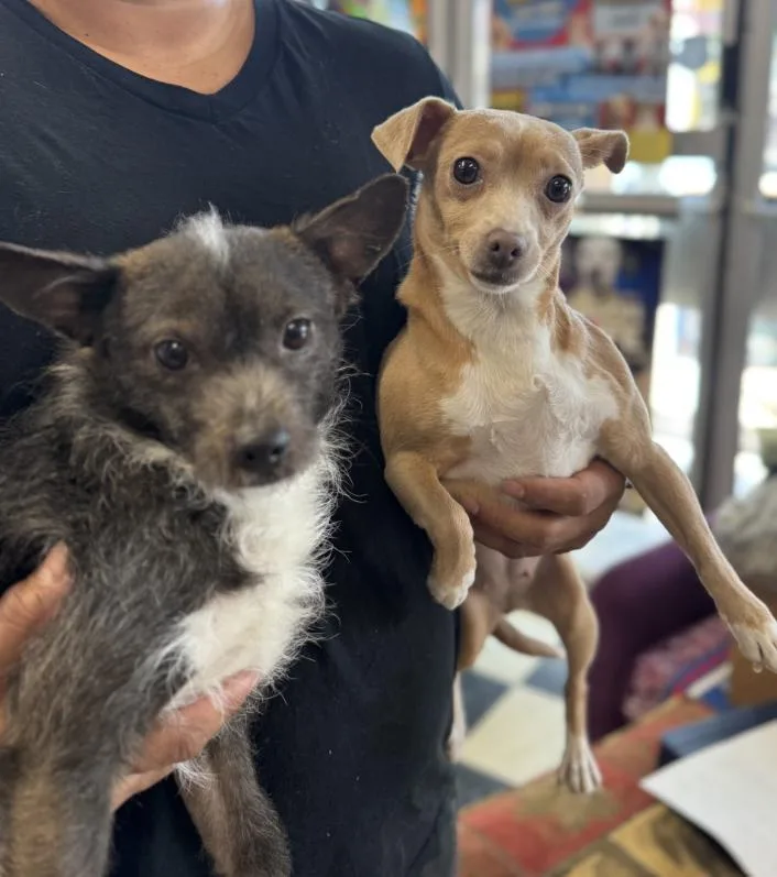 A young small-sized male Gray / Blue / Silver Chihuahua dog named Hatch for adoption in Chicago, IL