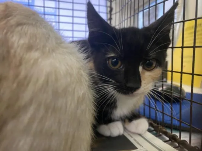 A baby small-sized female Domestic Short Hair cat named Pooh for adoption in Chatsworth, CA