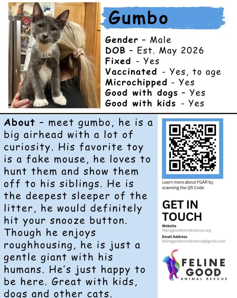 A baby medium-sized male Gray & White Domestic Short Hair cat named Gumbo for adoption in Eugene, OR