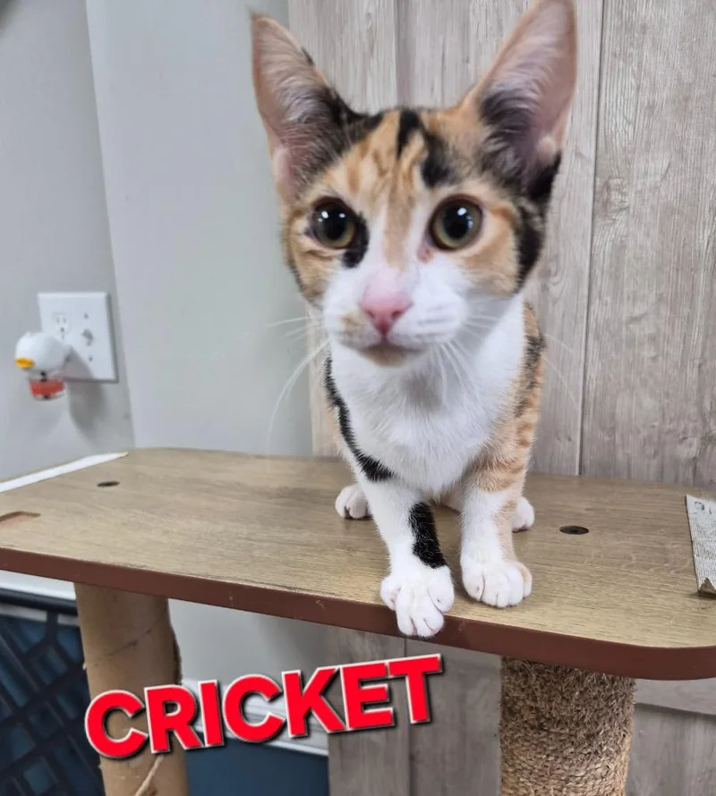 Cricket thumbnail 2