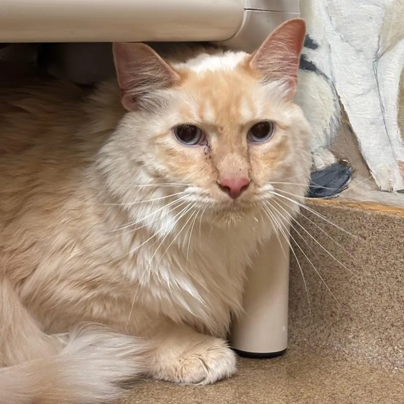 An adult extra large-sized male Flame Point Domestic Long Hair cat named Wasabi for adoption in Naples, FL