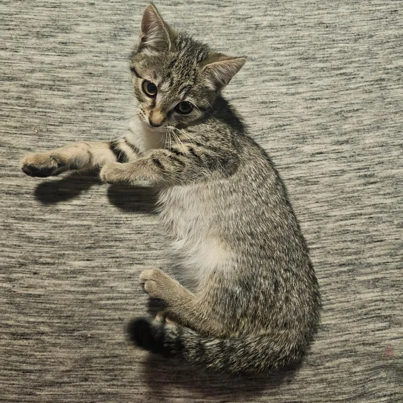 A baby small-sized female Brown / Chocolate Domestic Short Hair cat named Hufflepuff for adoption in Hedgesville, WV