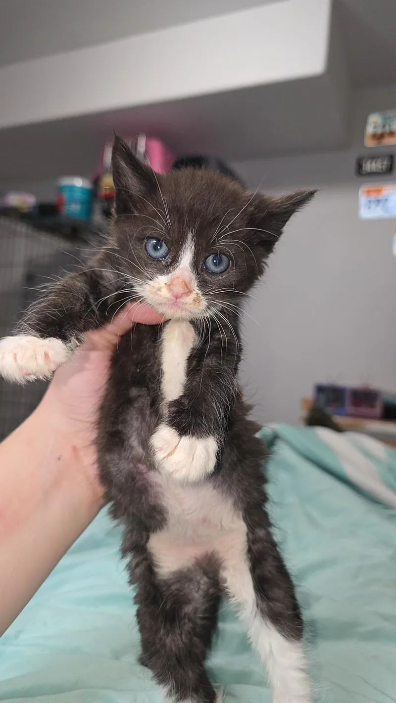 A baby medium-sized male Black Domestic Short Hair cat named Jet for adoption in Fruit Heights, UT