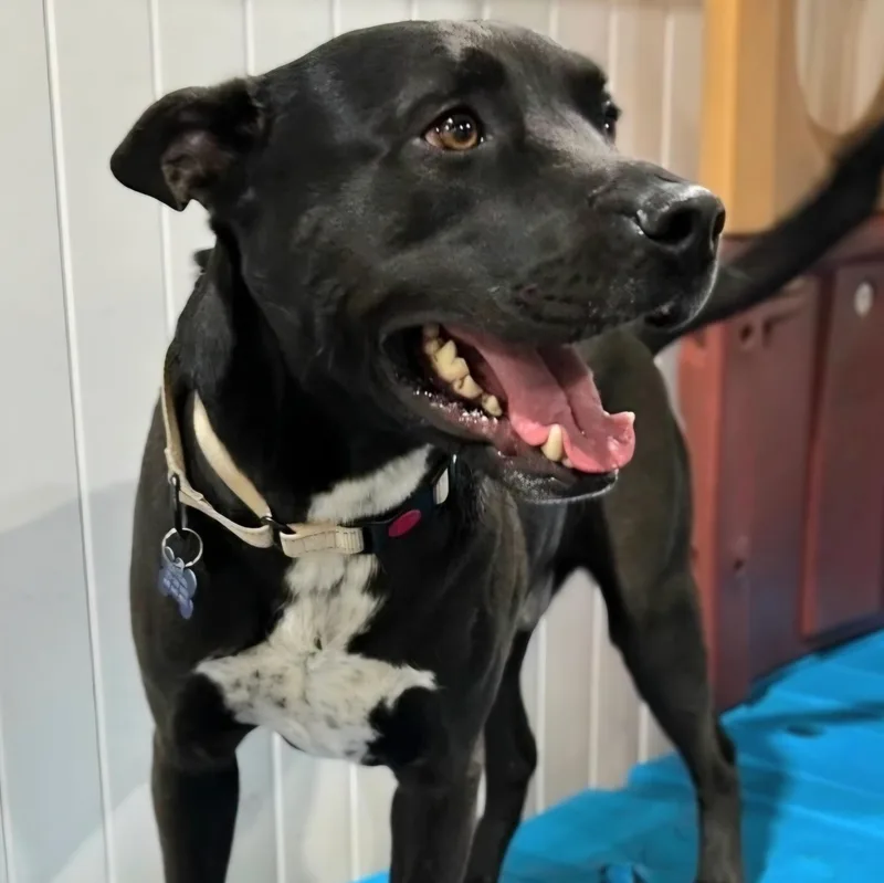 SWEET BUBBA the goodest