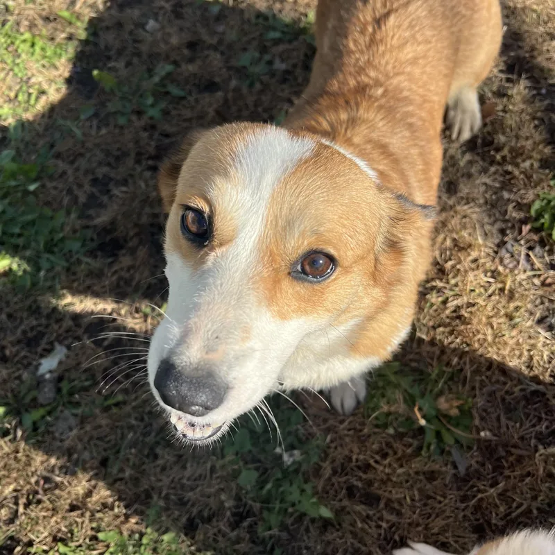 A young medium-sized female Golden Pembroke Welsh Corgi dog named Lacey for adoption in Fairmont, MN