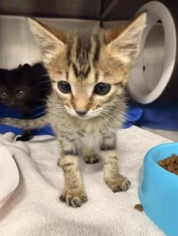 A baby small-sized male Domestic Medium Hair cat named Polaris for adoption in San Martin, CA