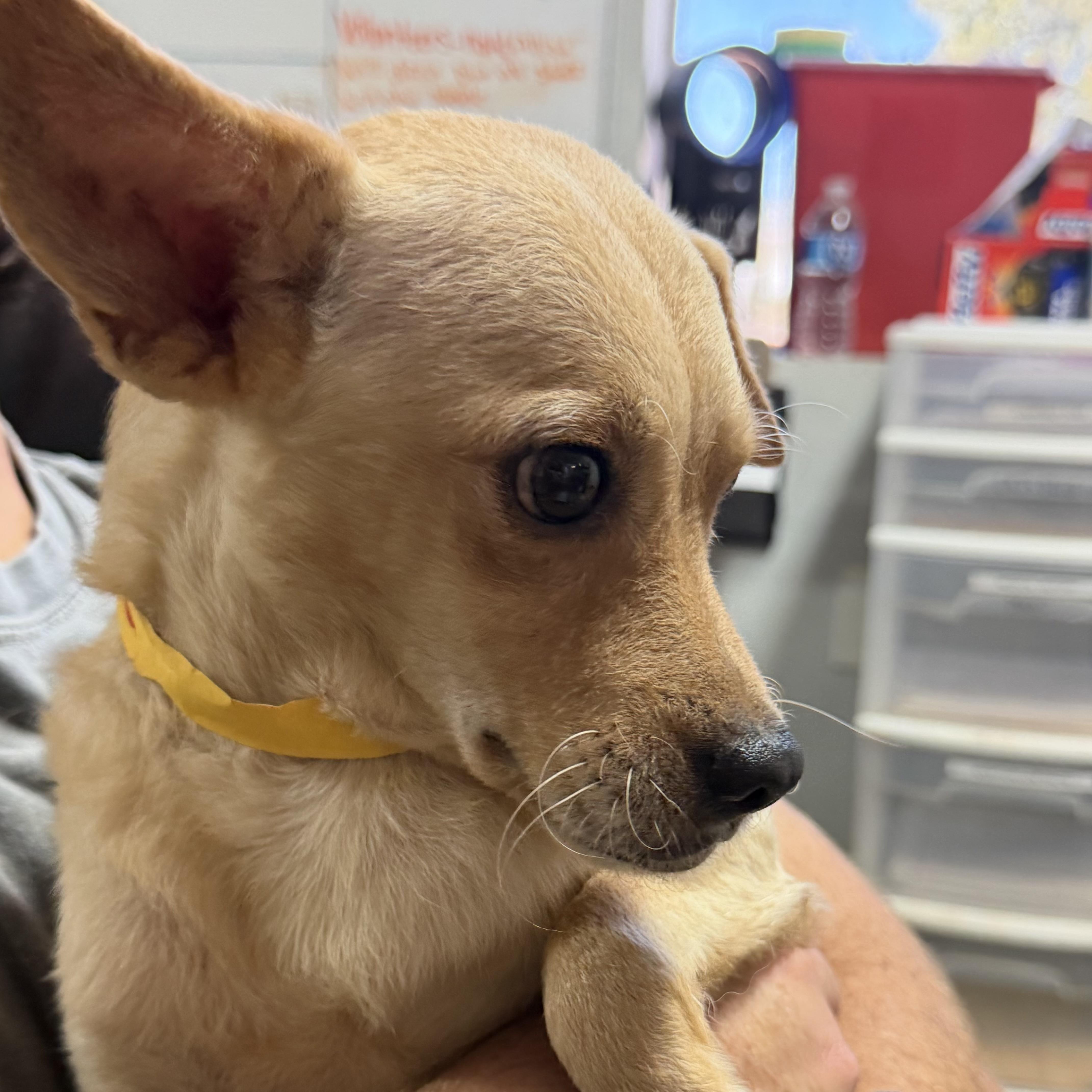 An adult small-sized male Yellow / Tan / Blond / Fawn Mixed Breed dog named Pawpaw for adoption in Columbia, SC