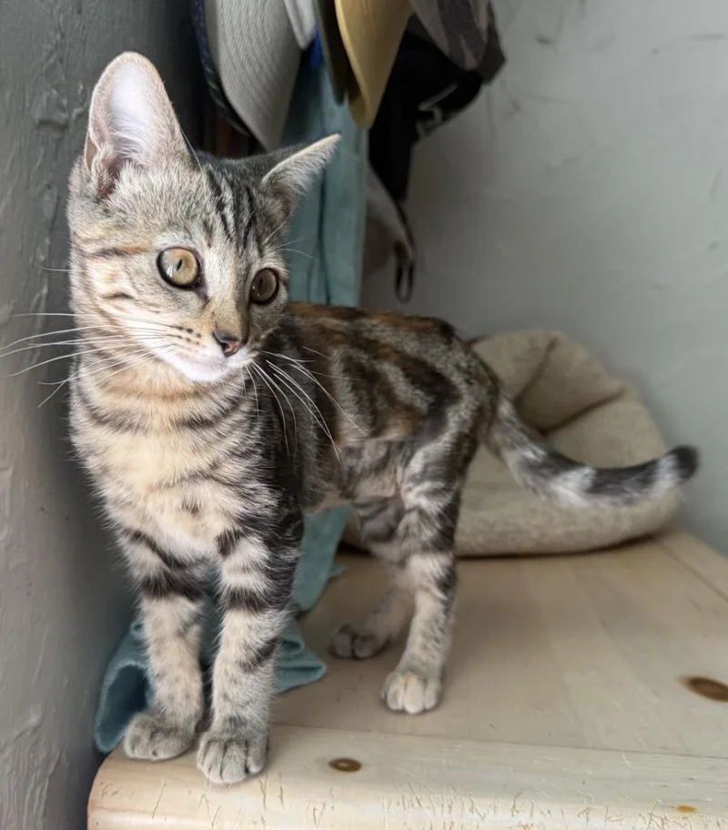 A baby small-sized female Domestic Short Hair cat named Blossom for adoption in Lemoore, CA