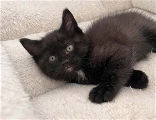 A baby small-sized male Domestic Short Hair cat named Chickpea for adoption in Ames, IA