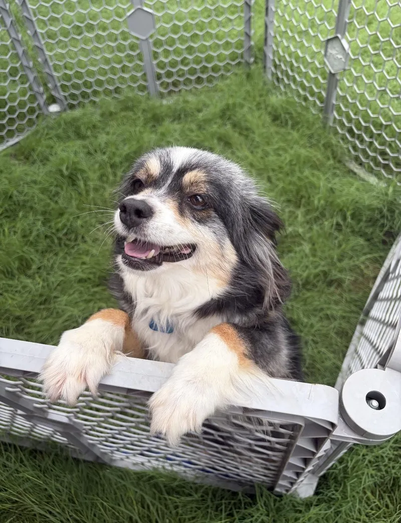 A young small-sized female Tricolor (Brown, Black, & White) Australian Shepherd dog named Pepper for adoption in Broken Arrow, OK