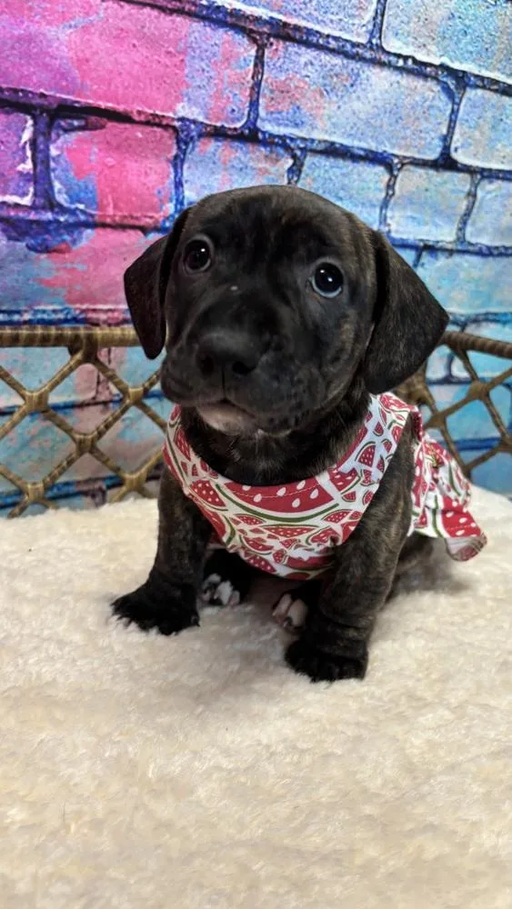 A baby medium-sized female Basset Hound dog named Jade for adoption in Dorr, MI