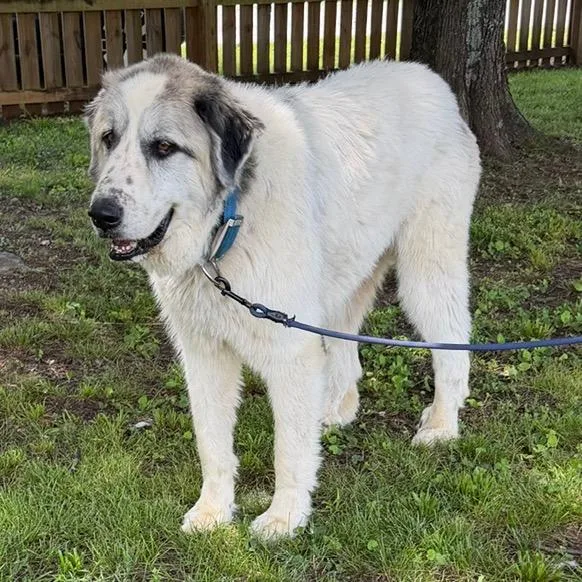 A baby extra large-sized male White / Cream Great Pyrenees dog named Sampson for adoption in Sequatchie, TN