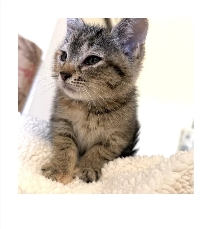 A baby small-sized female Brown / Chocolate Domestic Short Hair cat named Ladybug for adoption in San Pedro, CA