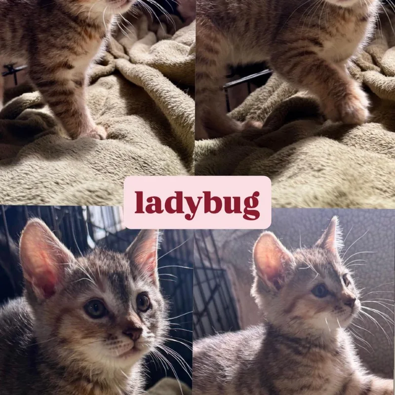 Ladybug thumbnail 5