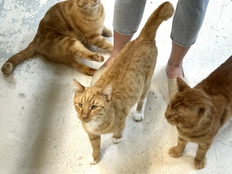 Short Rib thumbnail 2