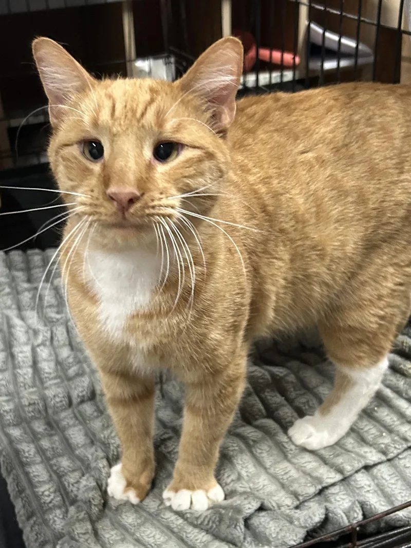 Short Rib thumbnail 3