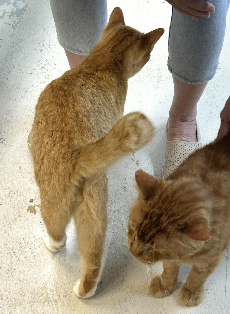 Short Rib thumbnail 4