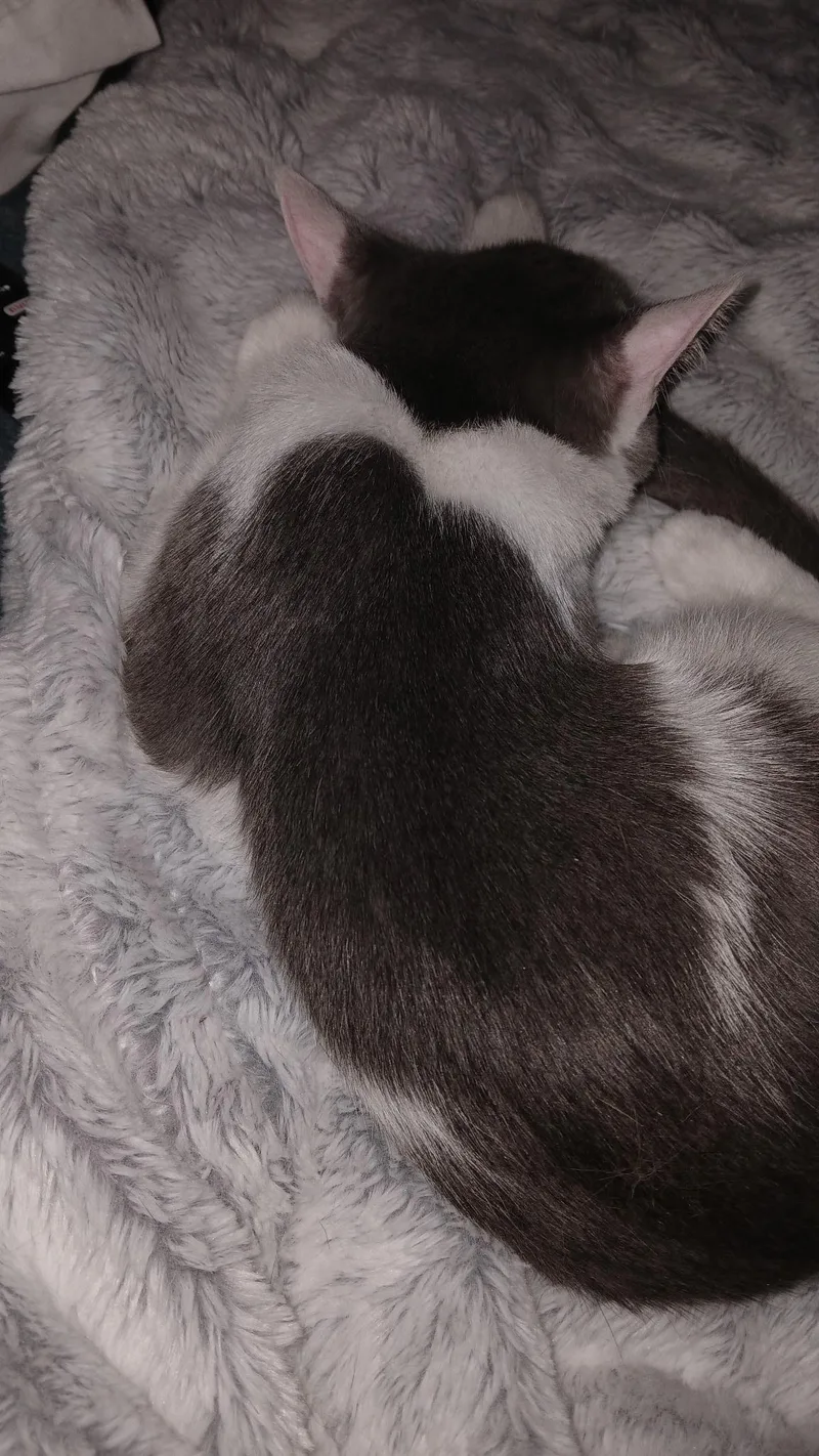 A baby medium-sized male Gray & White Domestic Short Hair cat named Oliver for adoption in Novi, MI