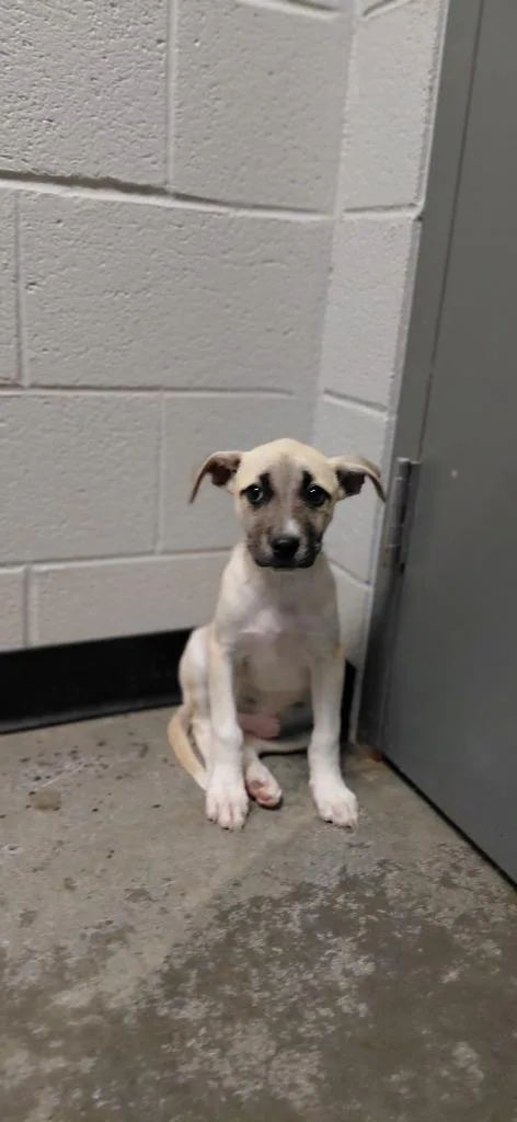 A baby small-sized female Mixed Breed dog named Natalie for adoption in Henderson, NC