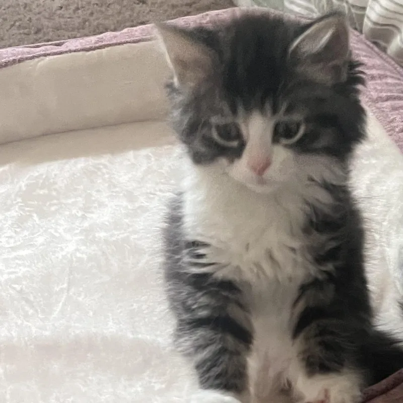 A baby medium-sized female Tabby (Brown / Chocolate) Domestic Long Hair cat named Nac for adoption in Wyandotte, MI