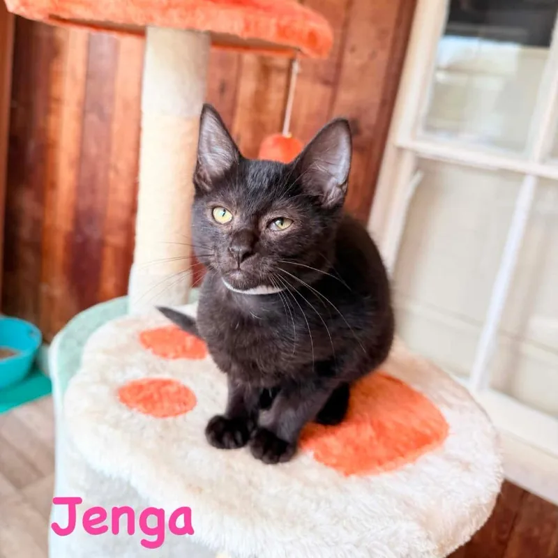 A baby small-sized female Black Domestic Short Hair cat named Jenga for adoption in Woodstock, VA