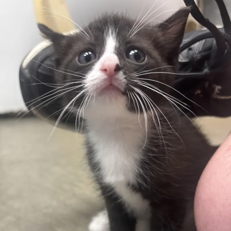 A baby small-sized female Black & White / Tuxedo Domestic Short Hair cat named Nadia for adoption in Waynesburg, PA