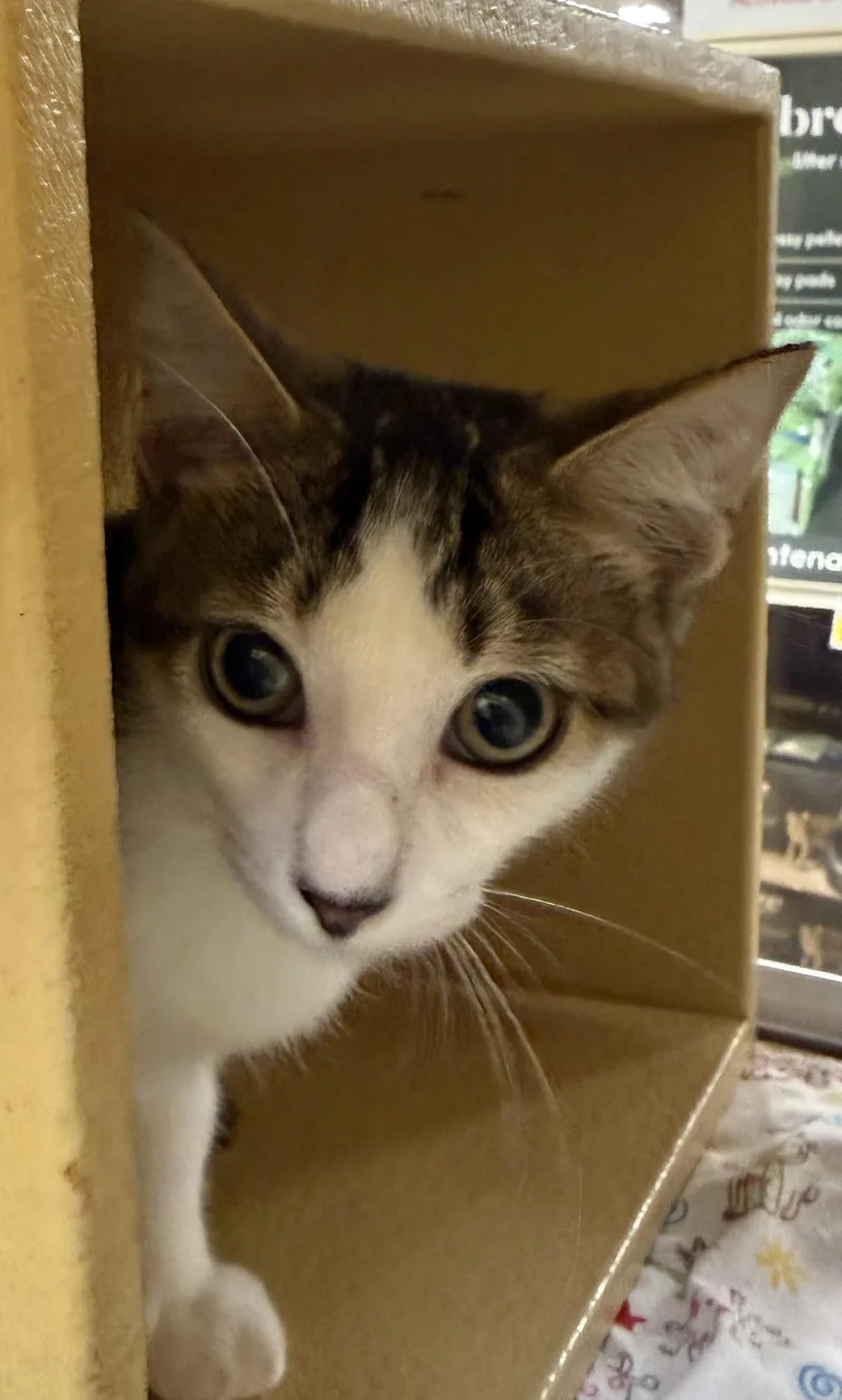 A baby medium-sized male Tabby (Brown / Chocolate) Domestic Short Hair cat named Ray Julian for adoption in Stowe, PA
