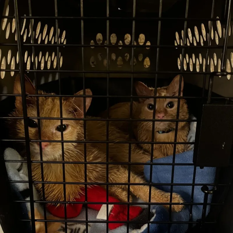 A senior medium-sized male Orange / Red Domestic Short Hair cat named Red Lobster for adoption in Evanston, IL
