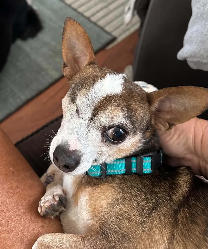 An adult small-sized male Brown / Chocolate Chihuahua dog named Muggs for adoption in Cedar Rapids, IA