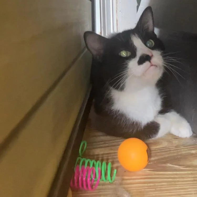 Purrlock Holmes