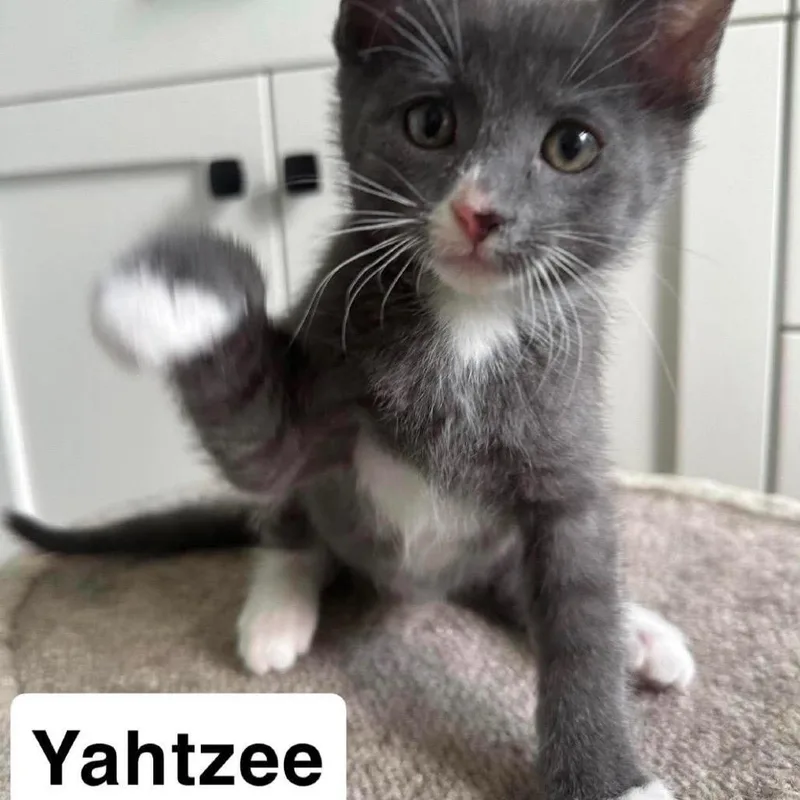 A baby small-sized female Gray / Blue / Silver Domestic Short Hair cat named Yahtzee for adoption in Nampa, ID