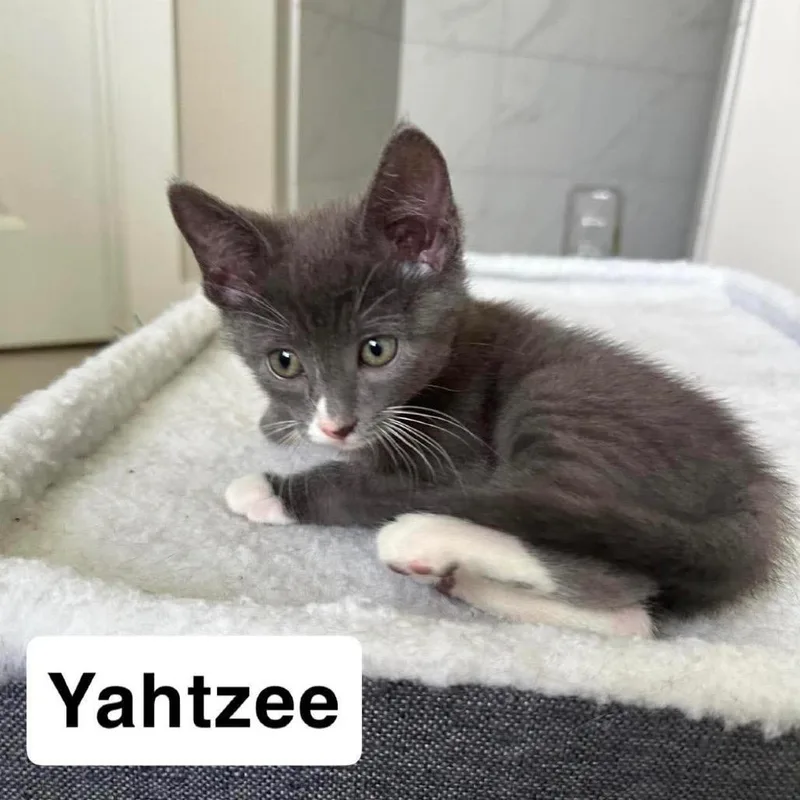 Yahtzee thumbnail 2