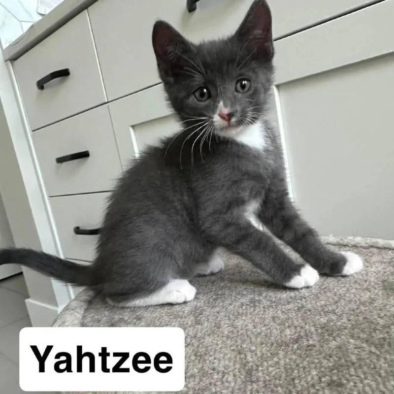 Yahtzee thumbnail 3