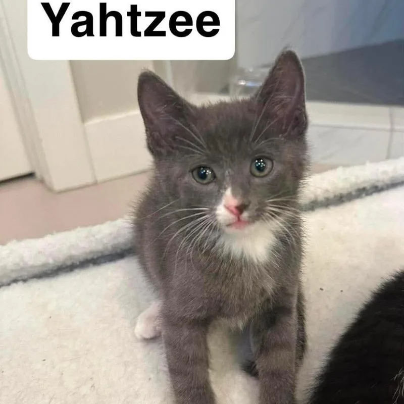 Yahtzee thumbnail 4