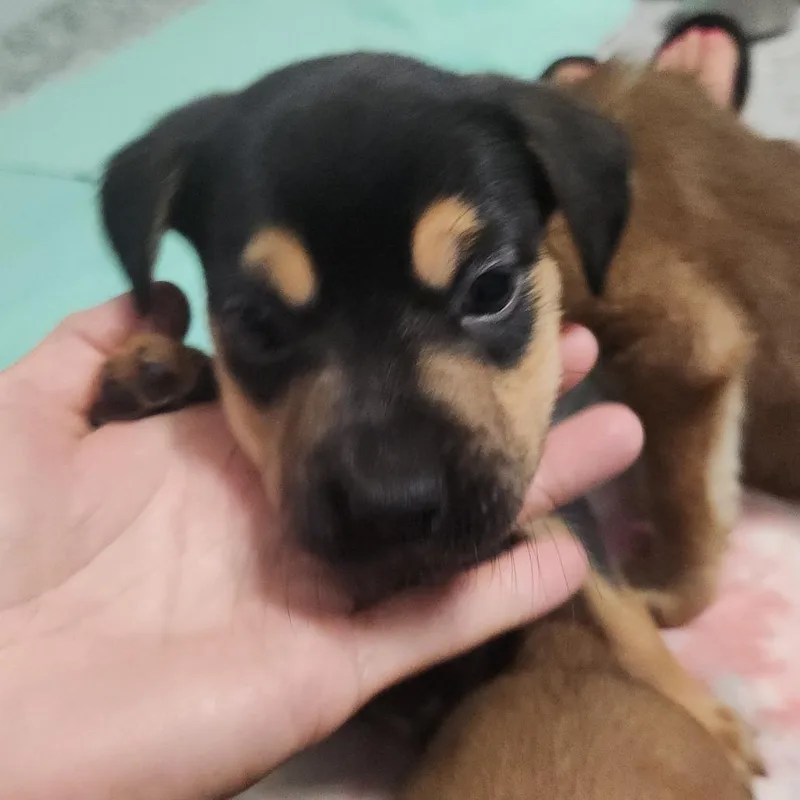 A baby medium-sized male Black Mixed Breed dog named Chuck for adoption in Centralia, WA