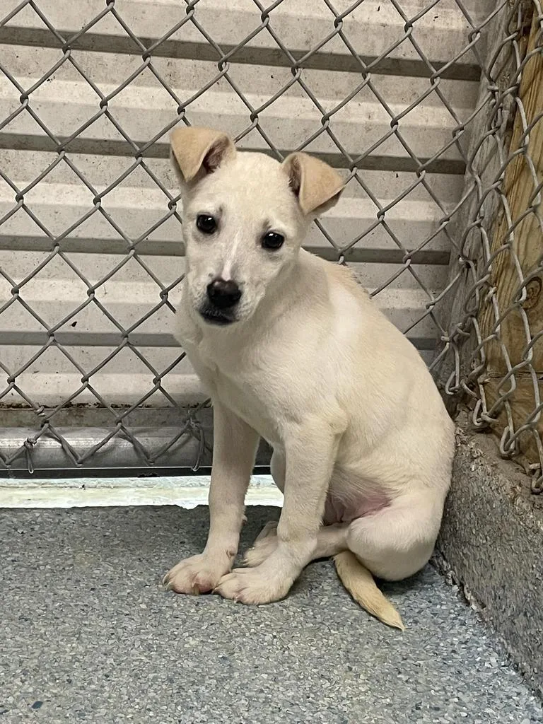 Daisy Ann