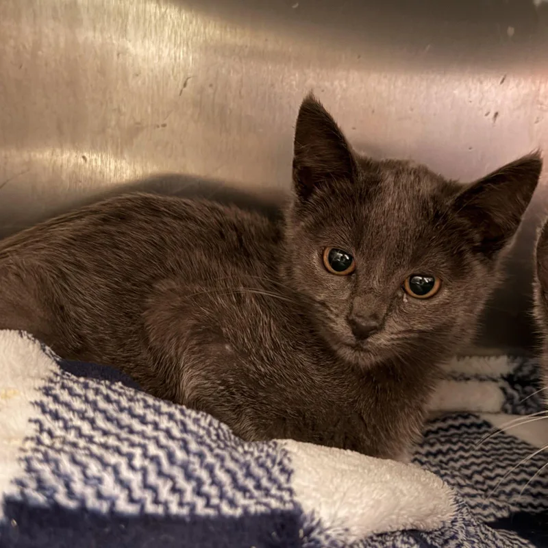 A baby small-sized male Domestic Short Hair cat named Odo for adoption in Oakland, CA