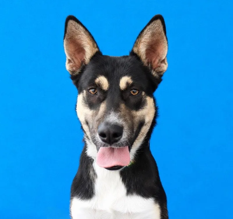 A young medium-sized male Shepherd dog named Herculoid for adoption in Pasadena, CA