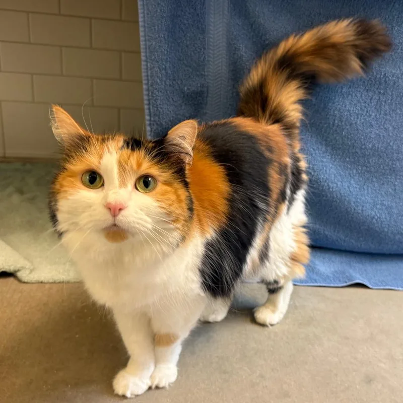 An adult medium-sized female Calico Domestic Medium Hair cat named Flower for adoption in Pittsburgh, PA