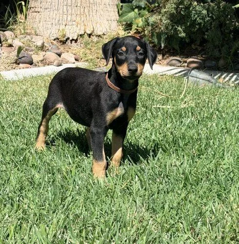 A baby medium-sized female Doberman Pinscher dog named Belle for adoption in Henderson, NV