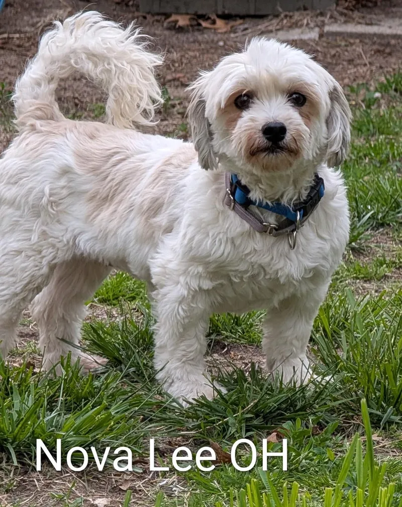 An adult small-sized female White / Cream Shih Tzu dog named Nova Lee for adoption in Berryton, KS