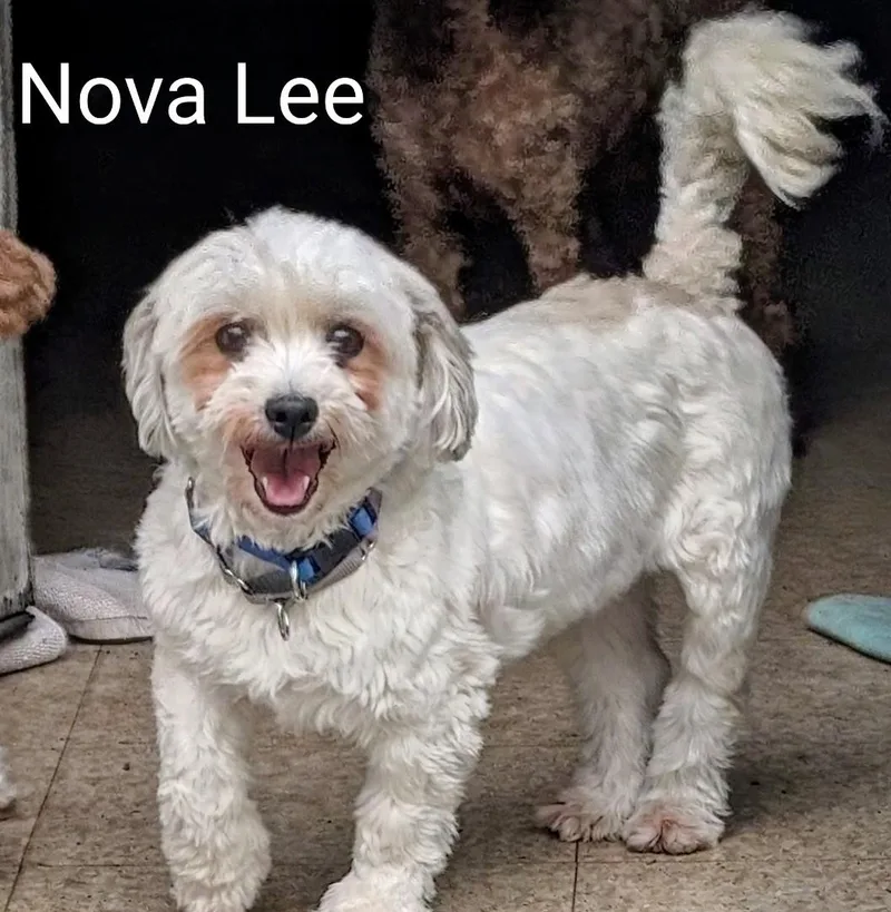 Nova Lee thumbnail 3