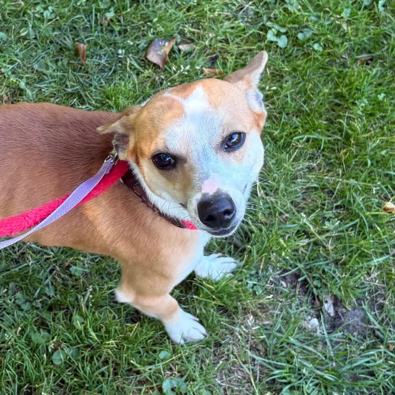 An adult small-sized male Yellow / Tan / Blond / Fawn Mixed Breed dog named Solo for adoption in Wantagh, NY
