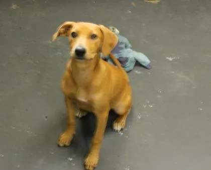 A baby small-sized female Dachshund dog named Starfish for adoption in Picayune, MS