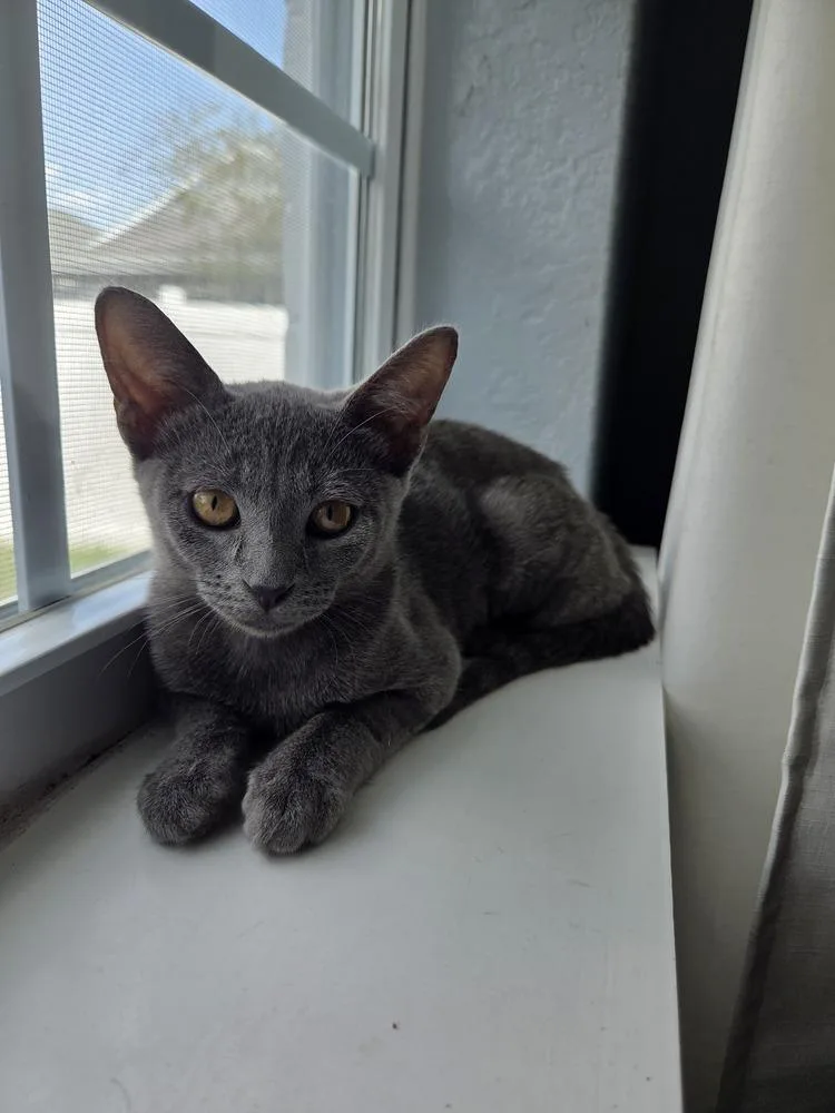 A baby small-sized female Gray / Blue / Silver Domestic Short Hair cat named Izzy for adoption in Orlando, FL