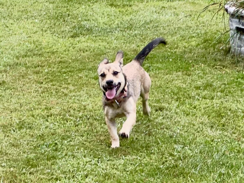 A baby medium-sized female Shepherd dog named Cece for adoption in Hillsdale, NY