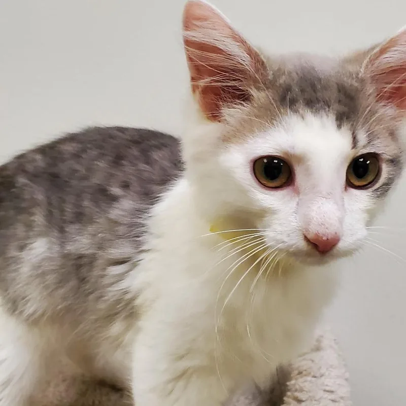 A baby small-sized female Brown / Chocolate Domestic Medium Hair cat named Clara for adoption in Carmel, IN